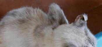 Saré Bild von Saré