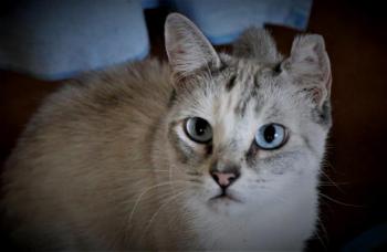 Saré Bild von Saré