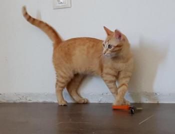 Pitu Bild von Pitu
