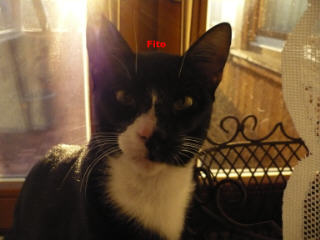 Fito in Deutschland Bild von Fito