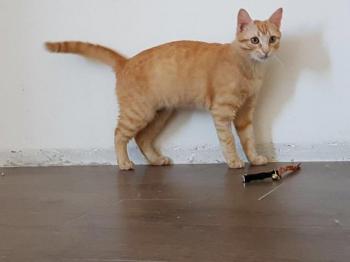 Pitu Bild von Pitu