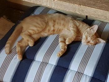 Pitu Bild von Pitu
