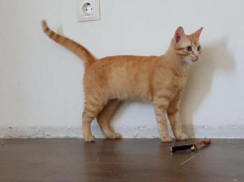 Pitu Bild von Pitu