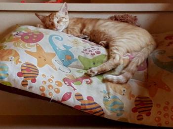 Pitu Bild von Pitu