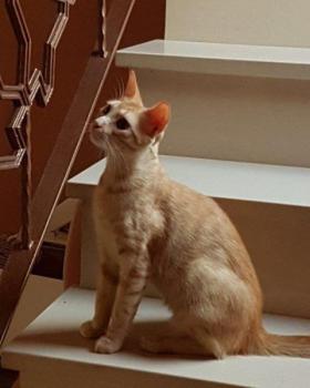 Pitu Bild von Pitu