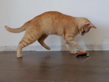 Pitu Bild von Pitu