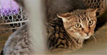 Amisha Bild von Amisha