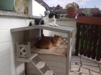 Dartacat Bild von Dartacat