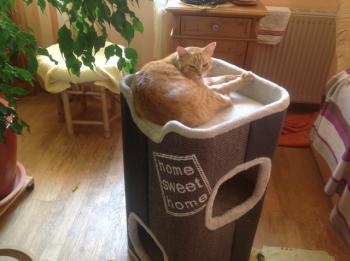 Dartacat Bild von Dartacat