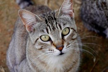 Phelina Bild von Phelina
