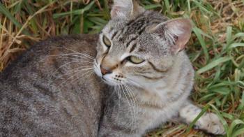 Phelina Bild von Phelina
