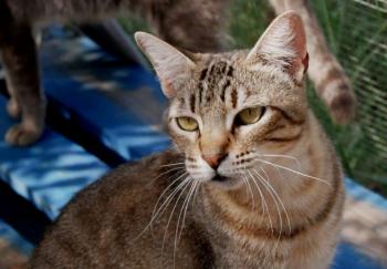 Phelina Bild von Phelina