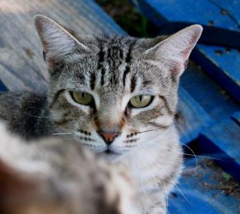 Phelina Bild von Phelina