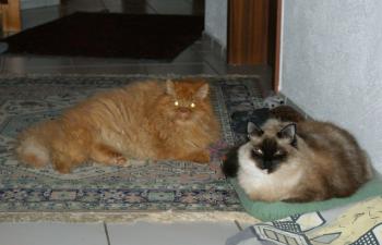Bild von Saladin