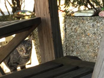 Brenda Bild von Brenda