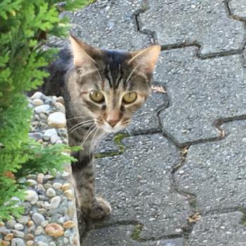Brenda Bild von Brenda