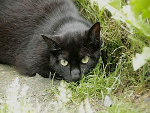 Minerva Bild von Minerva