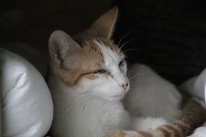 Romina Bild von Romina