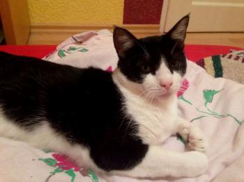 Ashira Bild von Ashira