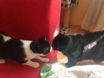 Ashira Bild von Ashira