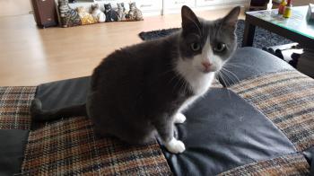 Rasputin Bild von Rasputin
