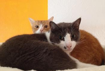 Sumu Bild von Sumu