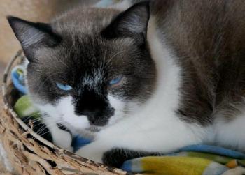 Maurice Bild von Maurice