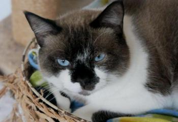Maurice Bild von Maurice