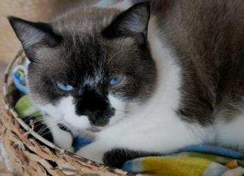 Maurice Bild von Maurice