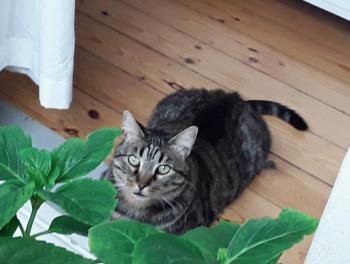 Starbuck Bild von Starbuck