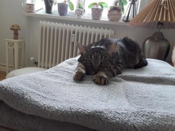 Starbuck Bild von Starbuck
