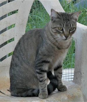 Phelina Bild von Phelina