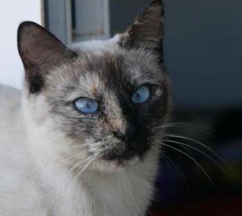 Safira Bild von Safira