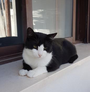 Elvis Bild von Elvis