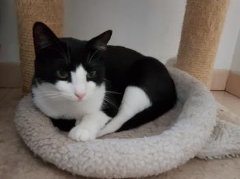 Elvis Bild von Elvis