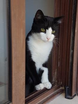 Elvis Bild von Elvis