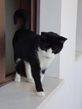 Elvis Bild von Elvis