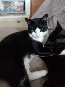 Elvis Bild von Elvis