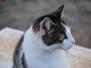 Pequita Bild von Pequita
