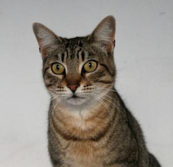 Phelina Bild von Phelina