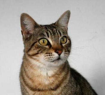 Phelina Bild von Phelina
