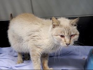 Anduriña Bild von Anduriña