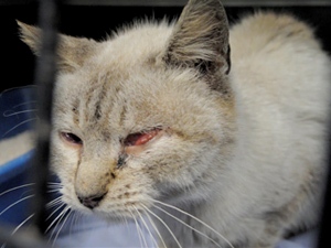 Anduriña Bild von Anduriña