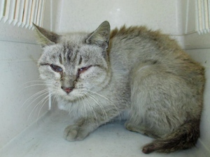 Anduriña Bild von Anduriña