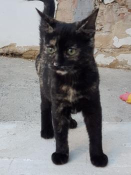 Piruleta Bild von Piruleta