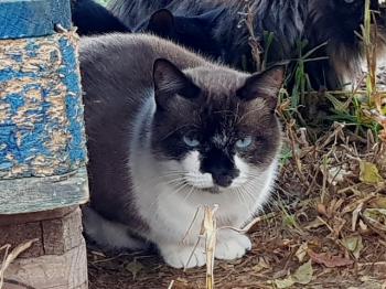 Maurice Bild von Maurice