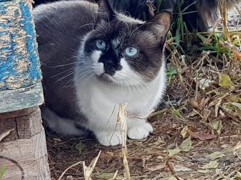 Maurice Bild von Maurice