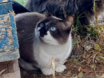 Maurice Bild von Maurice