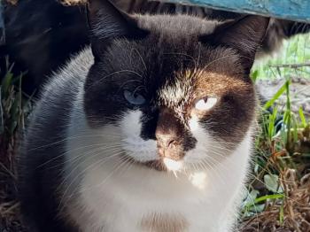 Maurice Bild von Maurice