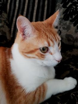 Rafael Bild von Rafael